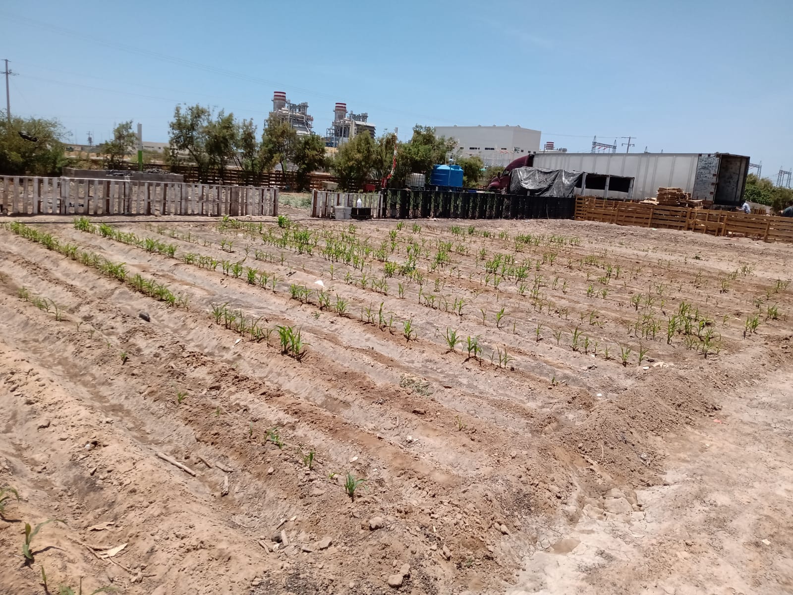 Continúa DAER con impulso a huertos familiares