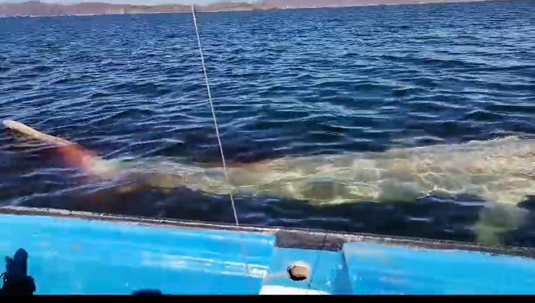 Piden ribereños retiro de ballena