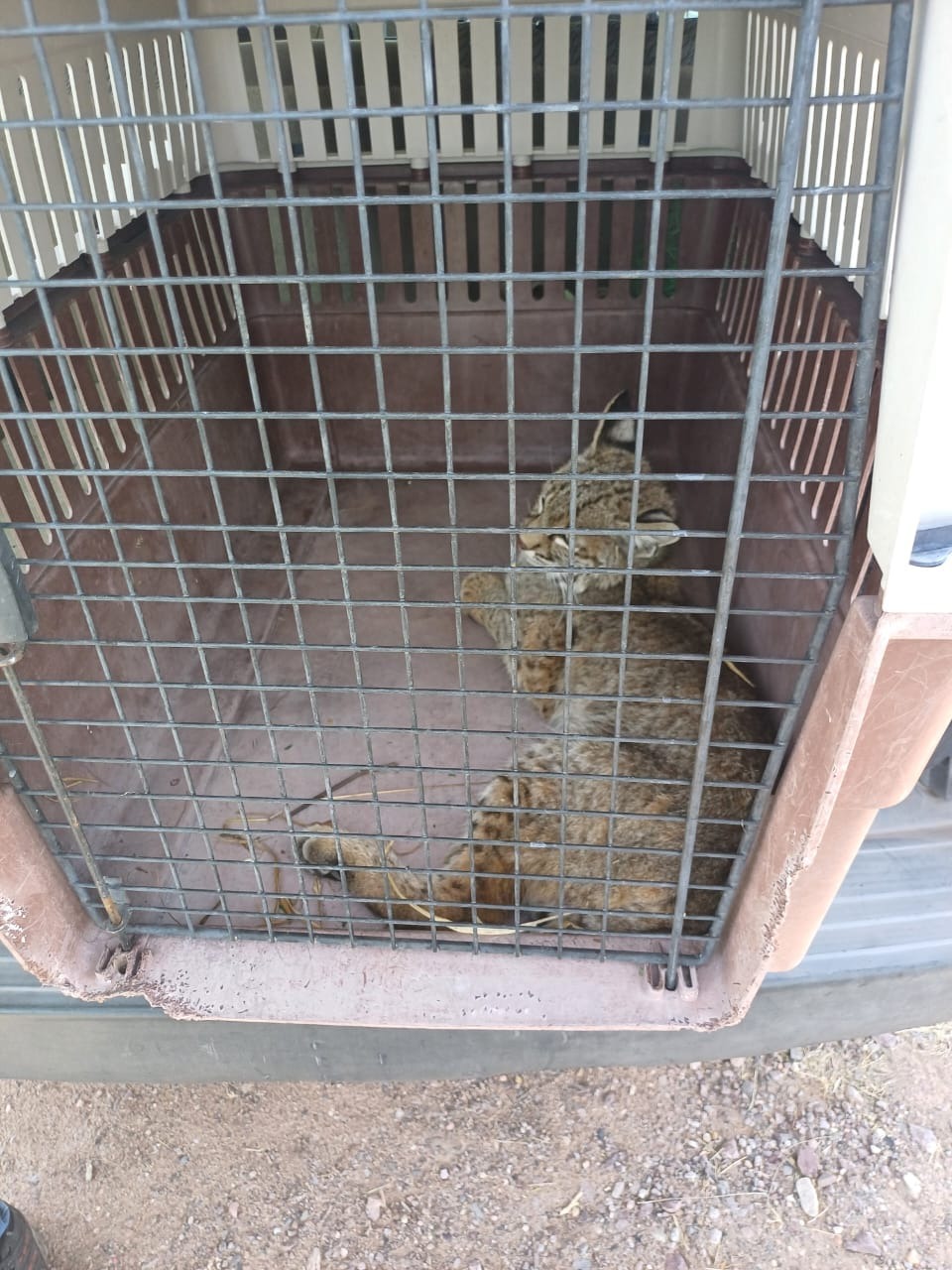 Rescatan CRRIFS y Profepa a gato montés