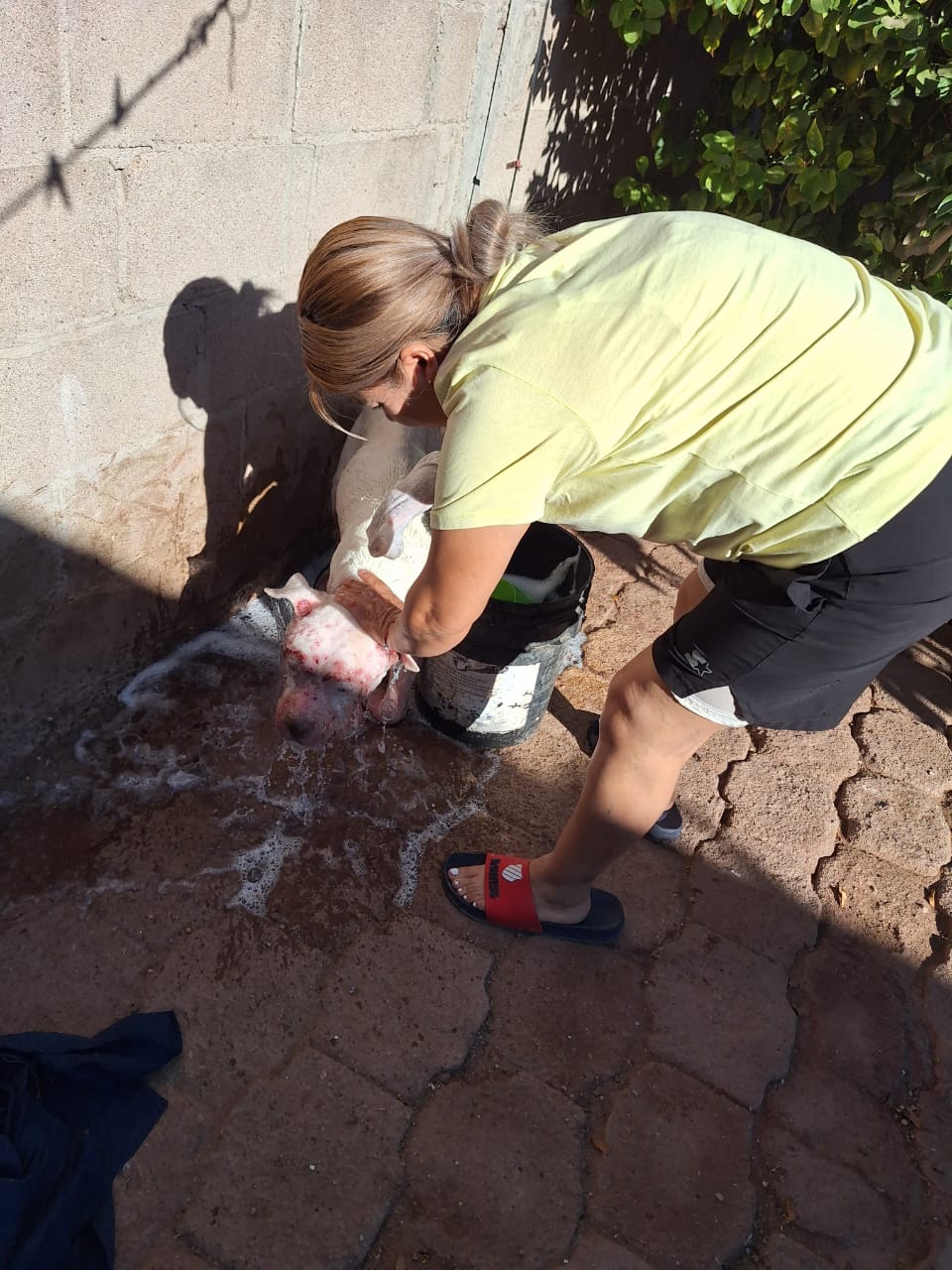 Por maltrato animal, aprehenden a mujer guaymense