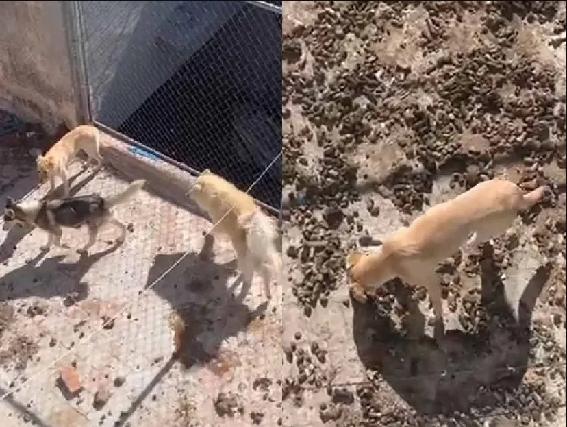 Maltrato animal Guadalajara