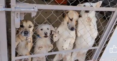 Reportan manada de perros en Miramar