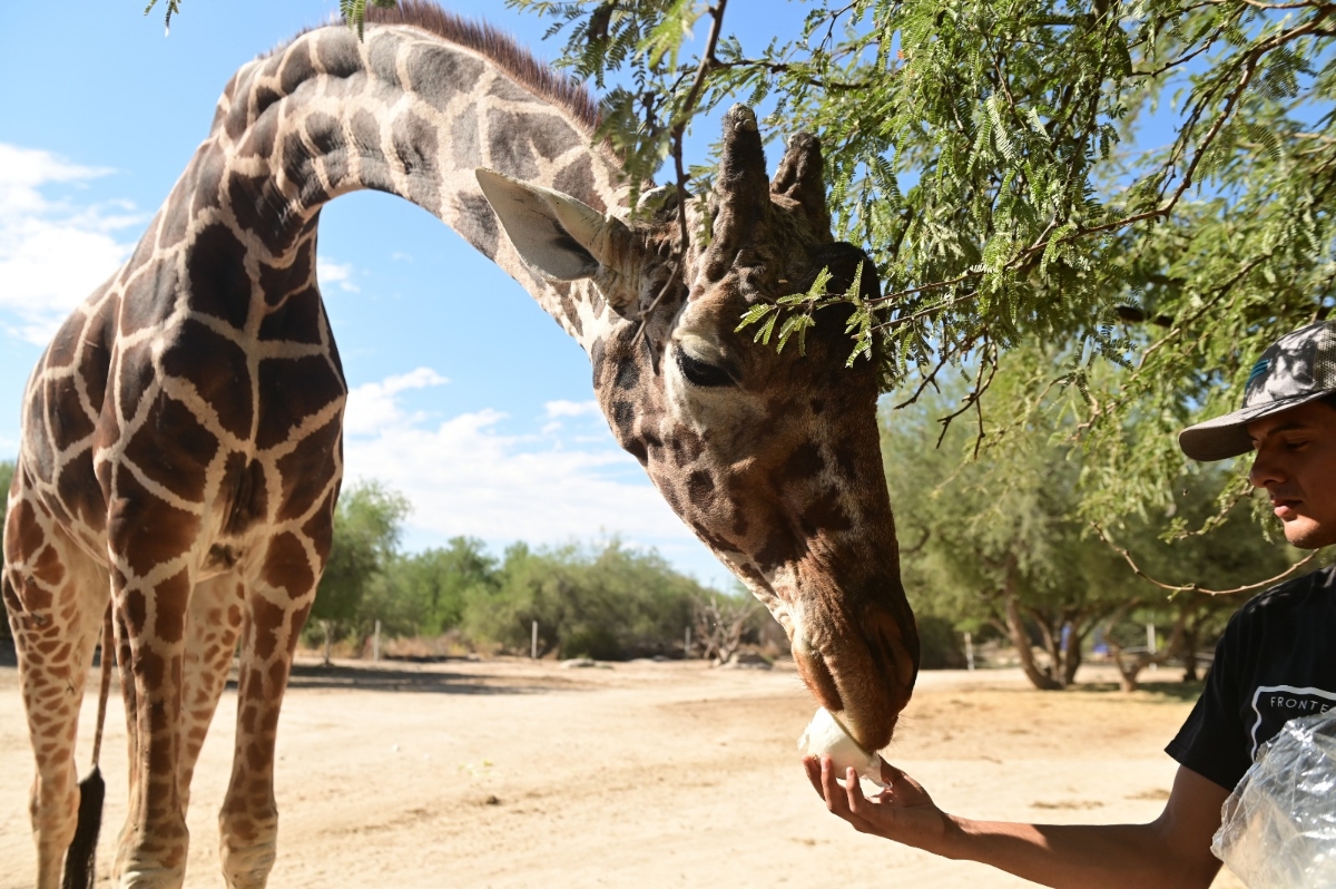 Llega a su fin la vida de la emblemática jirafa “Pancho” del Centro Ecológico de Sonora