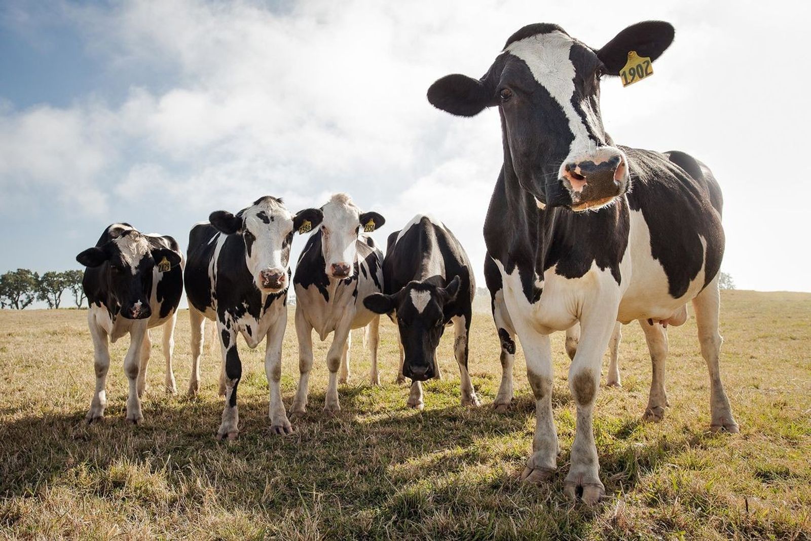 Se toma medidas en México tras detectar gripe aviar en ganado lechero de Estados Unidos