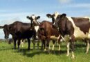 Se detecta virus de gripe aviar en lácteos de vacas que están infectadas en Estados Unidos: OMS