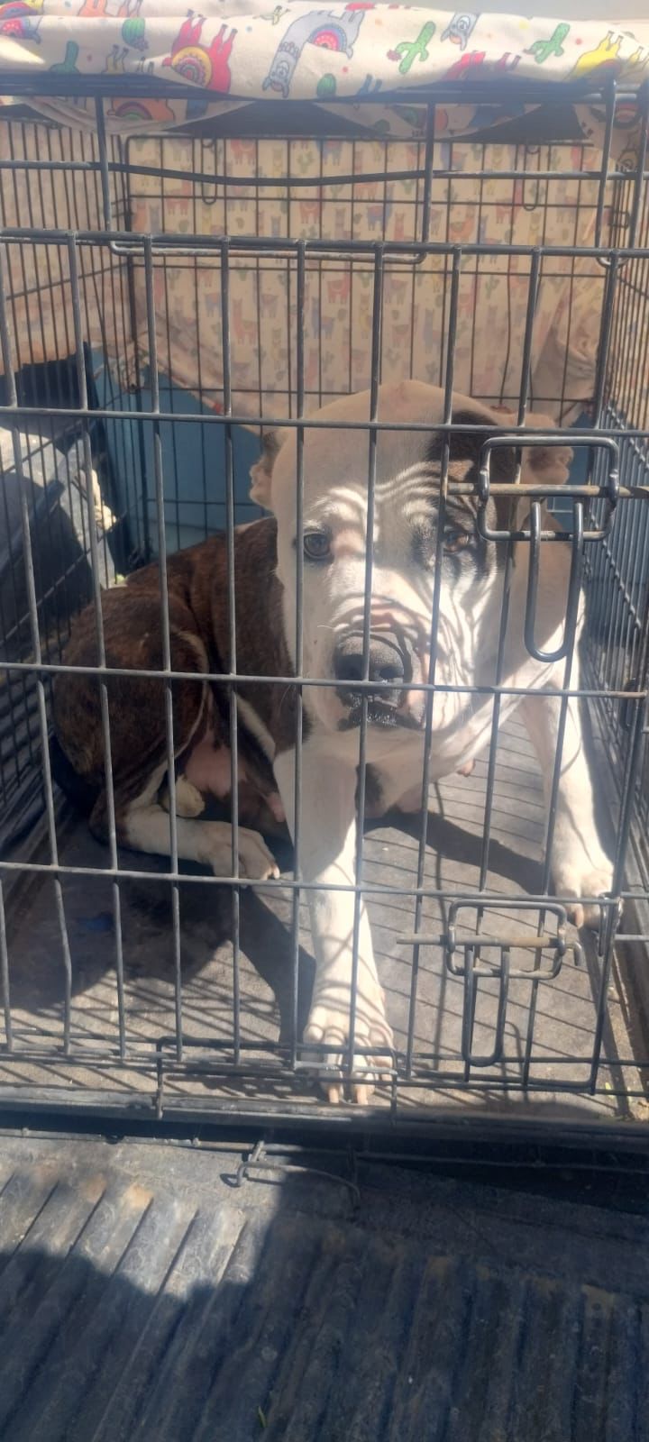 Rescata AMIC a canina Pitbull por maltrato animal en Cajeme