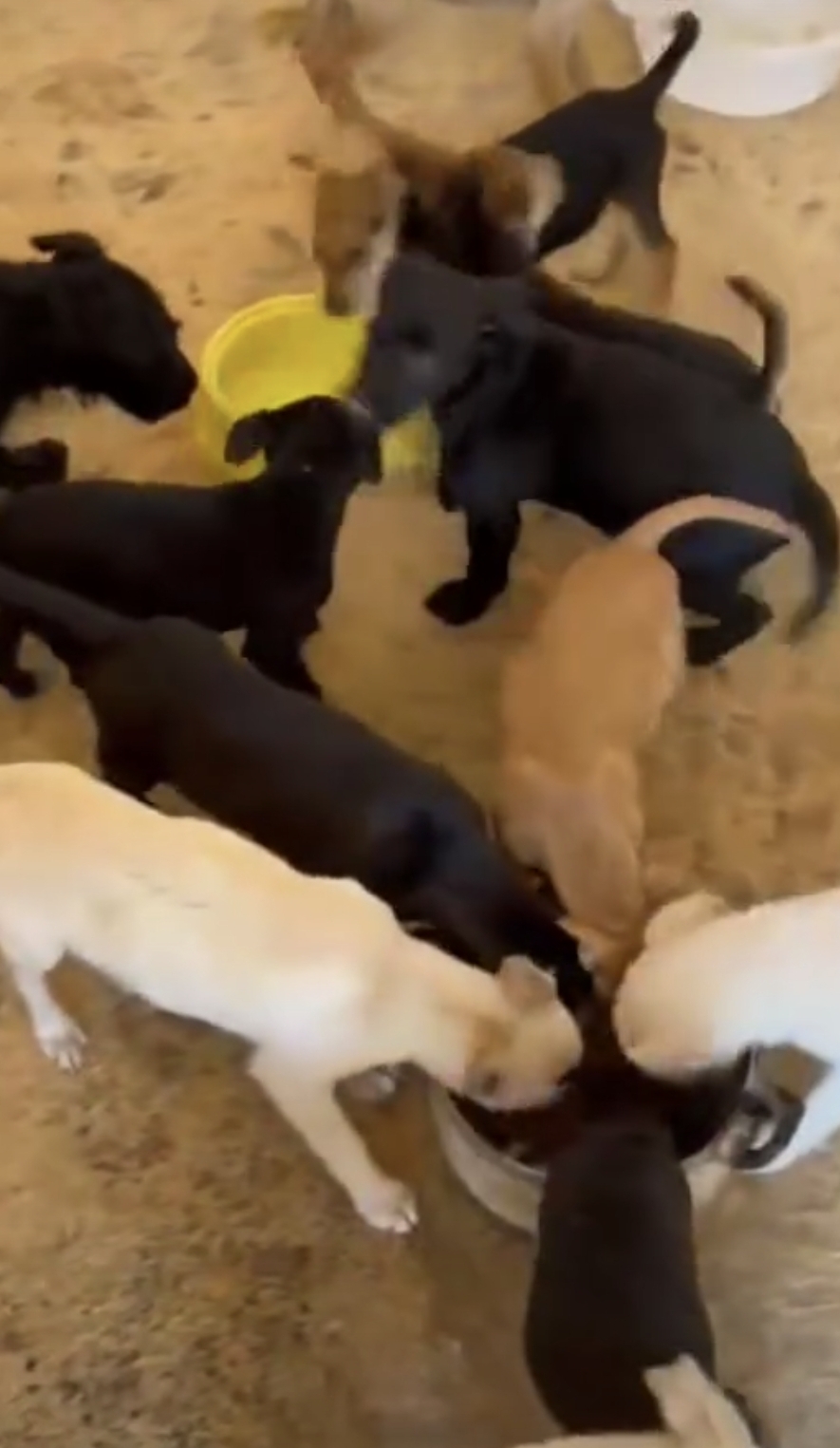 Lleno, refugio animal municipal