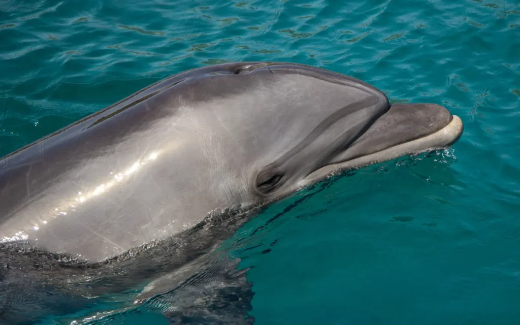 delfin balazos luisiana estados unidos