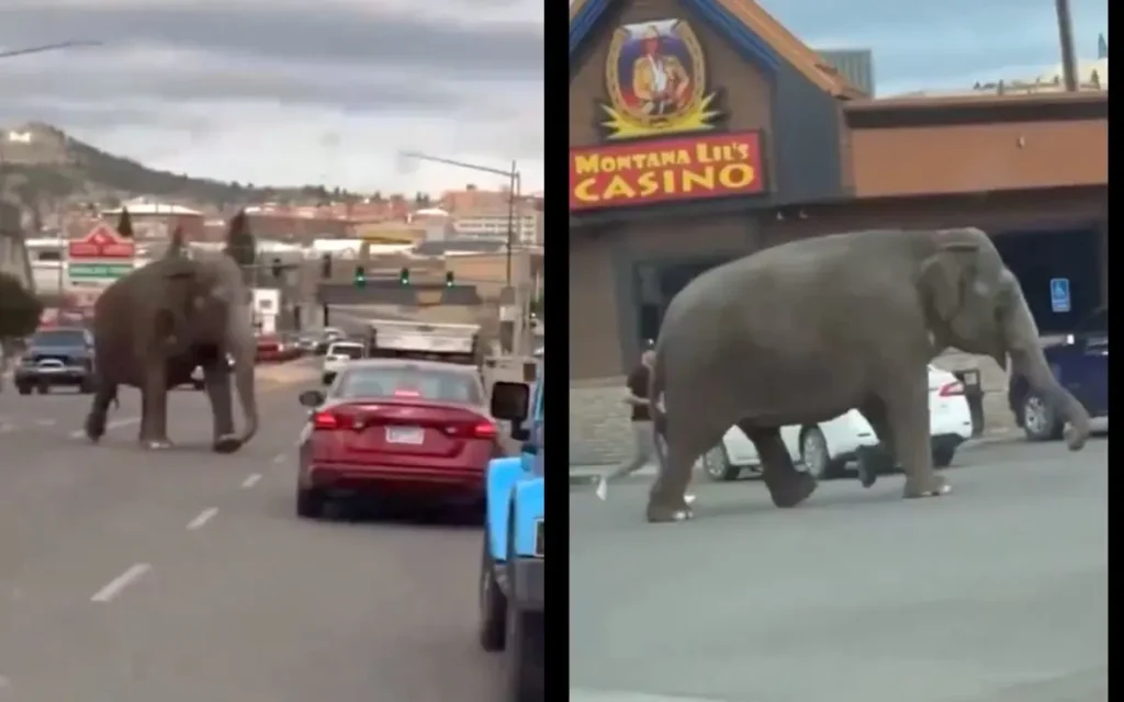 elefante escapa circo huye calles montana estados unidos 170424 1 1