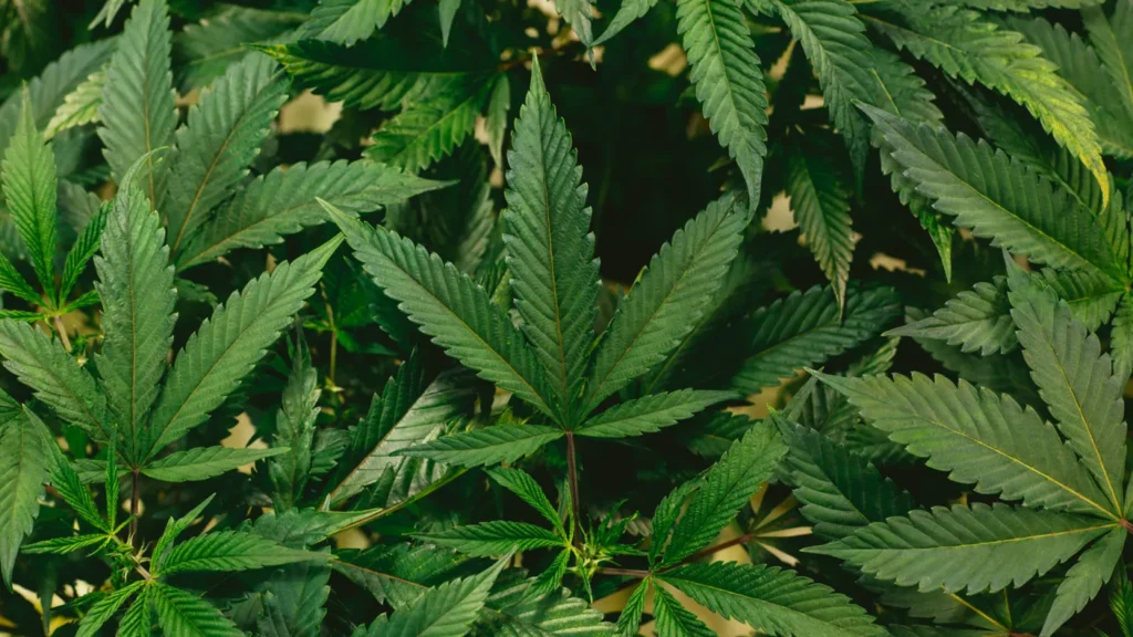 planta de mariguana 1