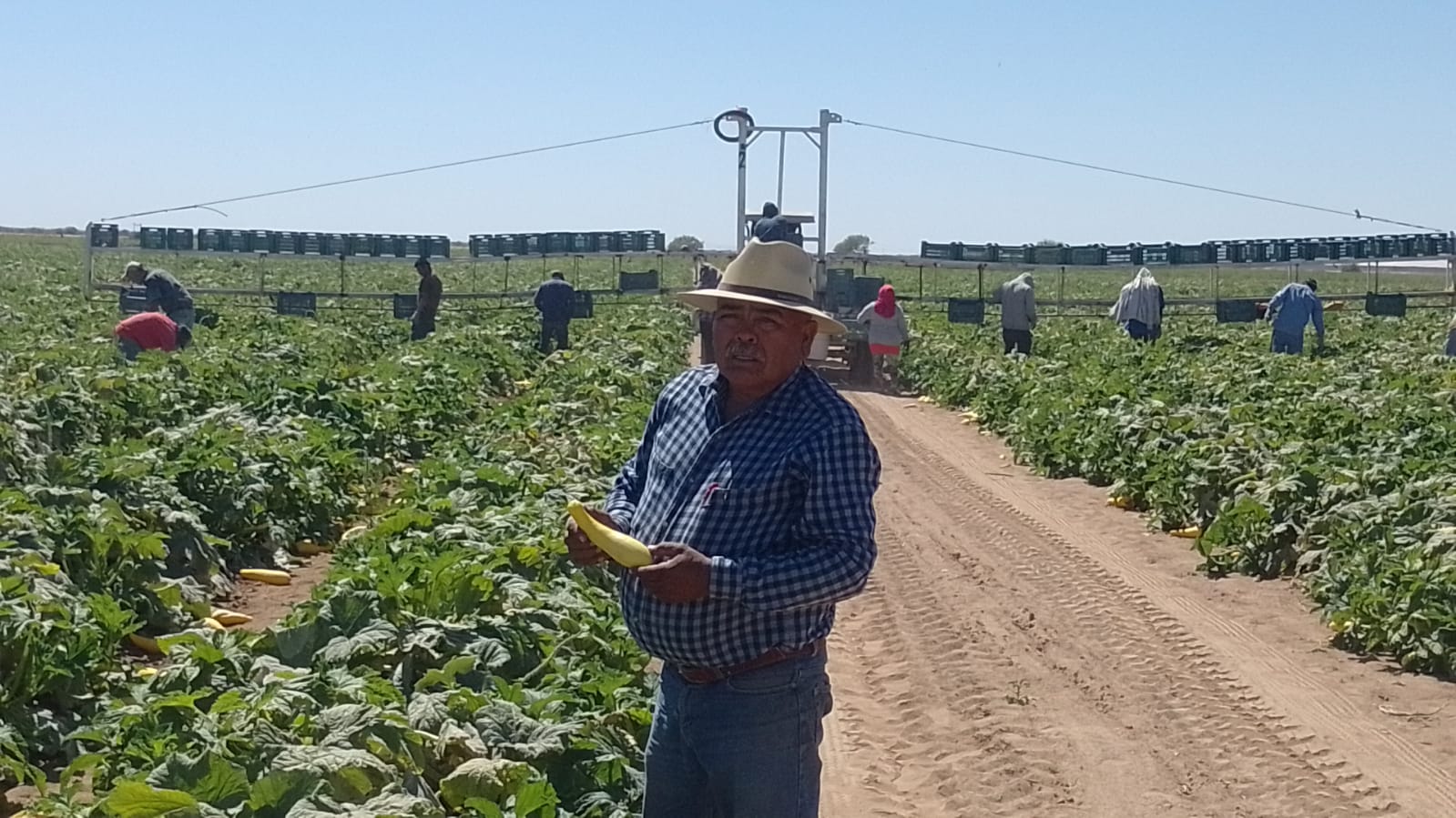 Temporada hortícola reactivará economía en la región de Guaymas y Empalme