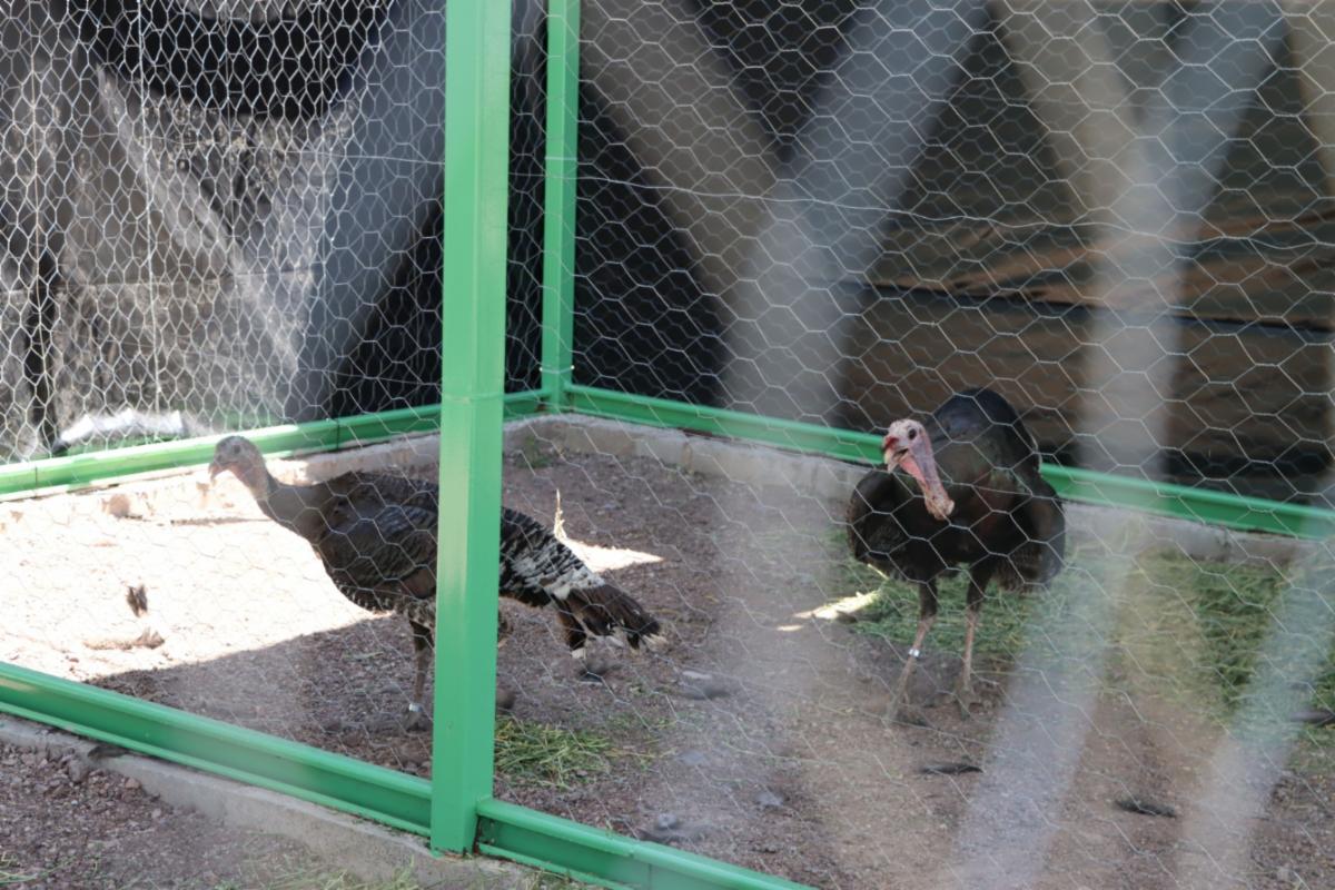 Alberga aviario de Unisierra a especie de gran importancia cinegética