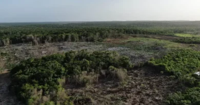 Península de Yucatán perdió cobertura forestal equivalente a dos veces la Ciudad de México