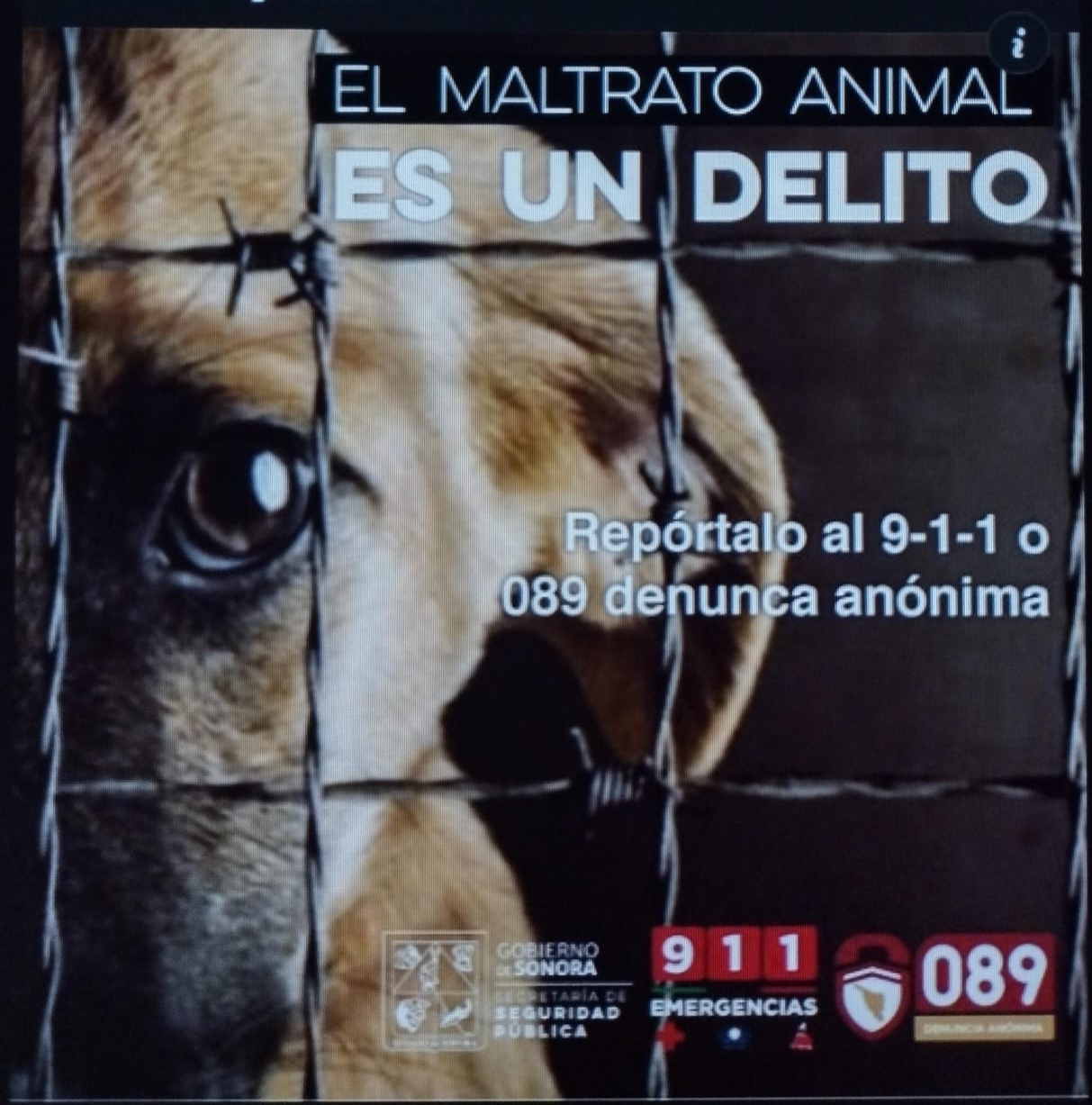 Denuncian maltrato animal