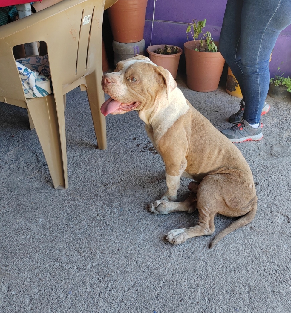 Maltrato animal en Las Palmas