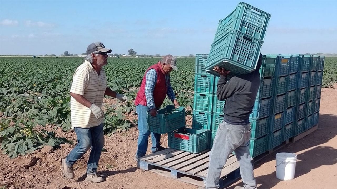 Por deficiencia en servicios de salud, afecta la salud de trabajadores agrícolas