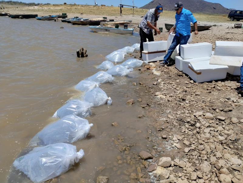 Incentiva el IAES desarrollo económico con repoblamiento de tilapia en “El Molinito”