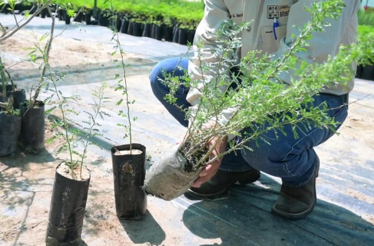 El proceso de reforestación de La Sauceda iniciará con la siembra de más de 13 mil especies