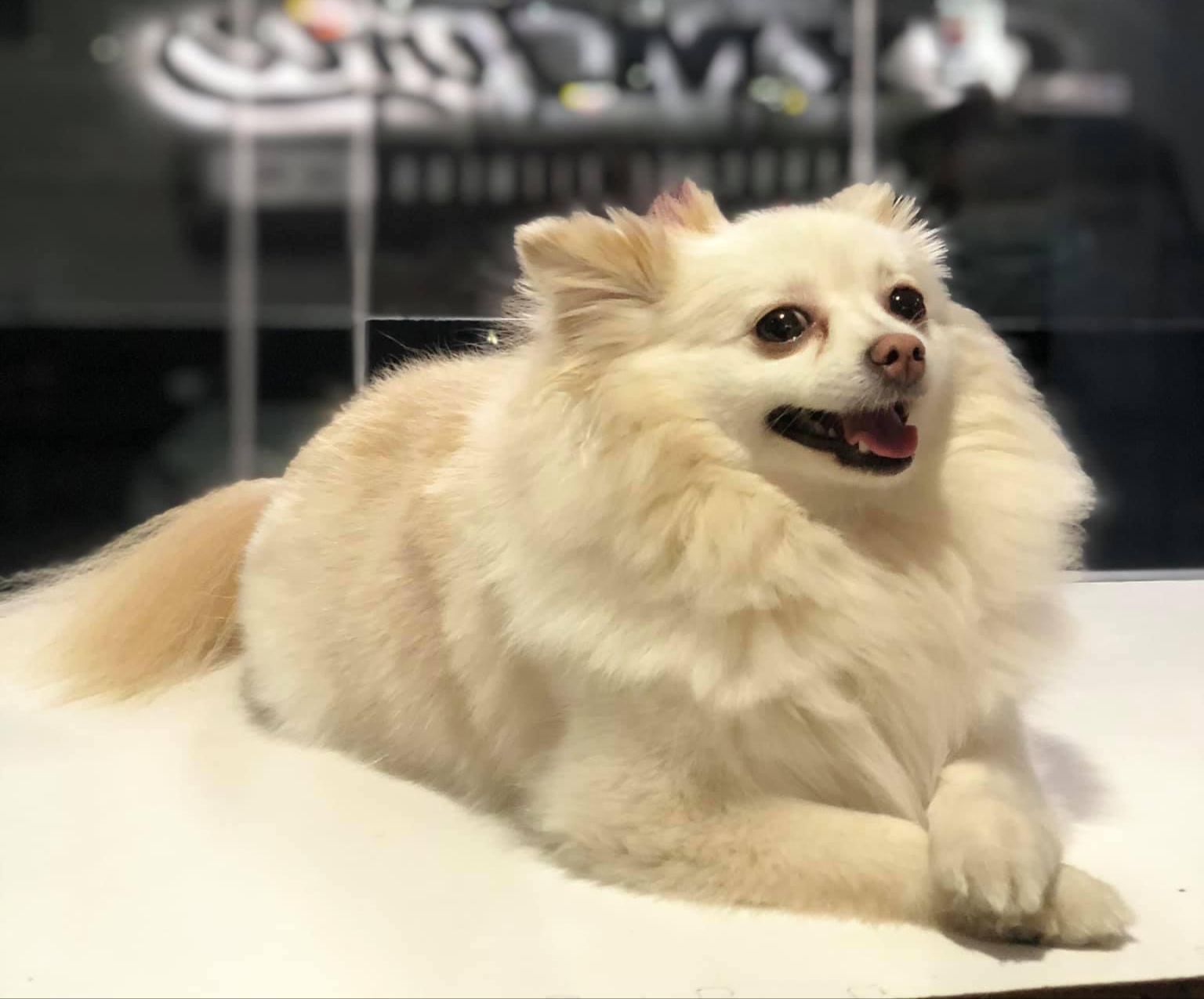 Investiga FGJES posible negligencia en la muerte de la canina “Channel” en Hermosillo