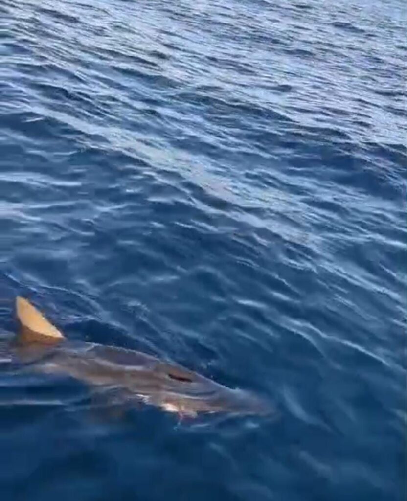 f1744a97 0417 4d82 ac35 474752098f9d