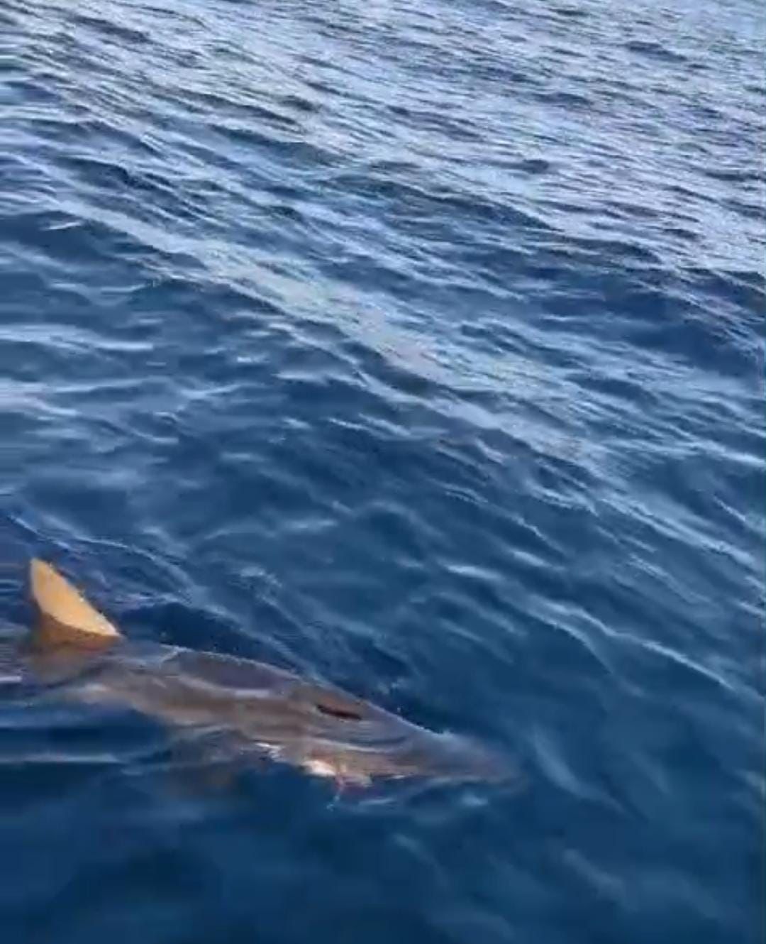 Buzos temen por sus vidas ante tiburones