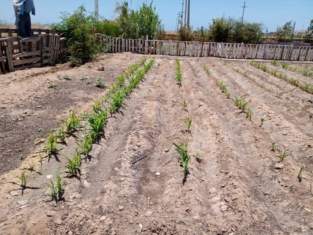 2 julio a buen ritmo huerto en daer