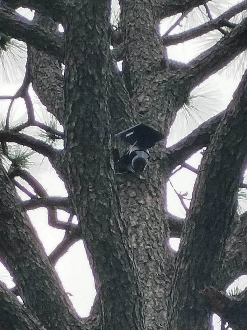 Aseguradas y desinstaladas cámaras de video clandestinas en Yécora