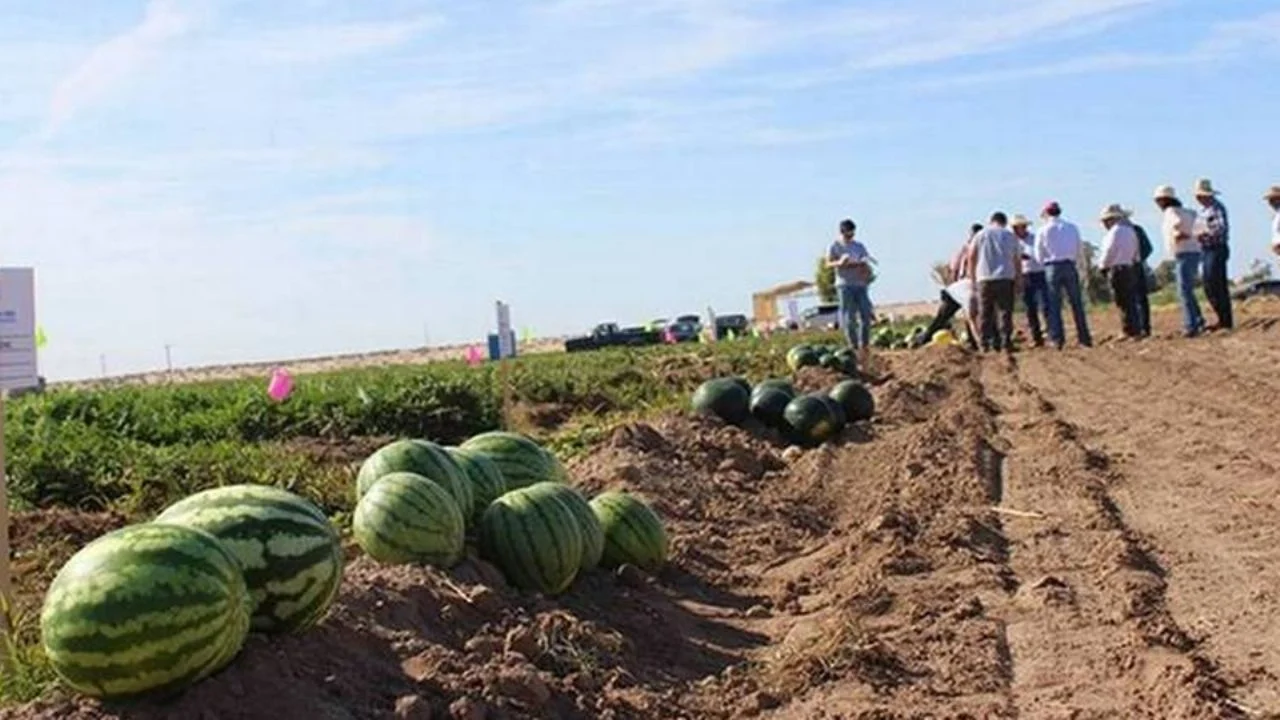 La región de Guaymas y Empalme está considerada como unos de los líderes mundiales en producción de sandía