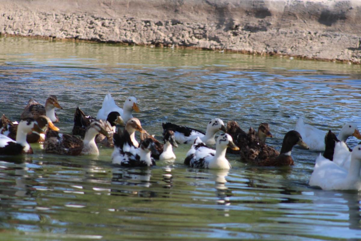 “La Jungla”: nueva área en el CES ofrece una interacción con animales