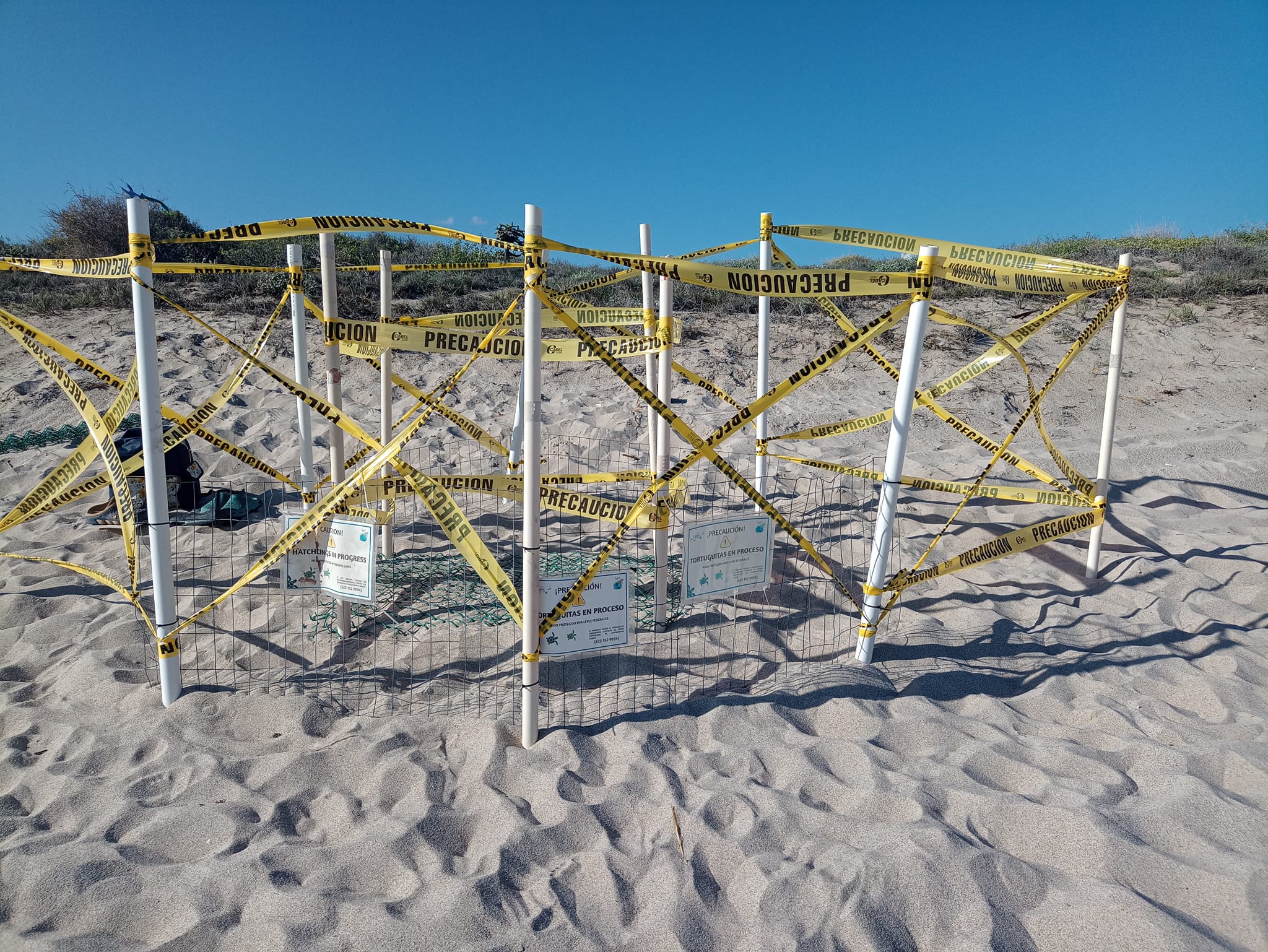 Inicia temporada de anidación de tortuga