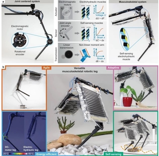 Investigadores crean la primera pierna robótica con "músculos artificiales" 1 Investigadores pierna robotica