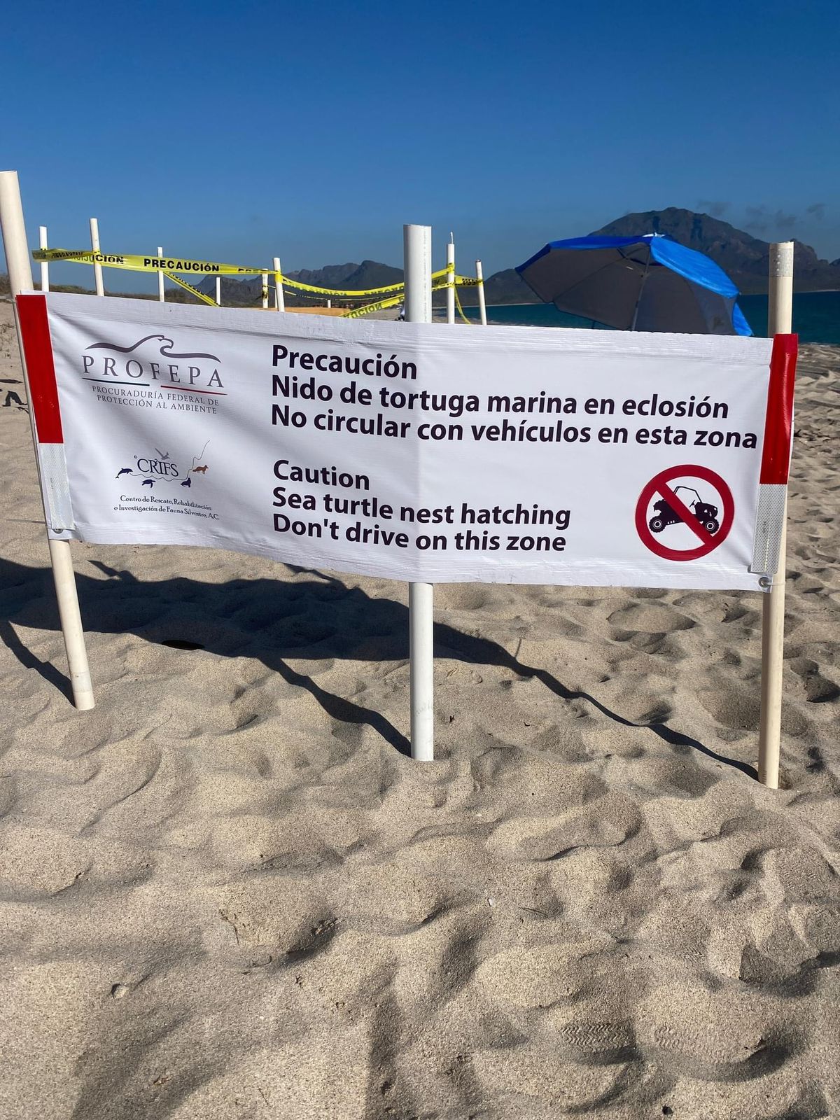 Proyectan ambientalistas salvar a 6 mil tortugas