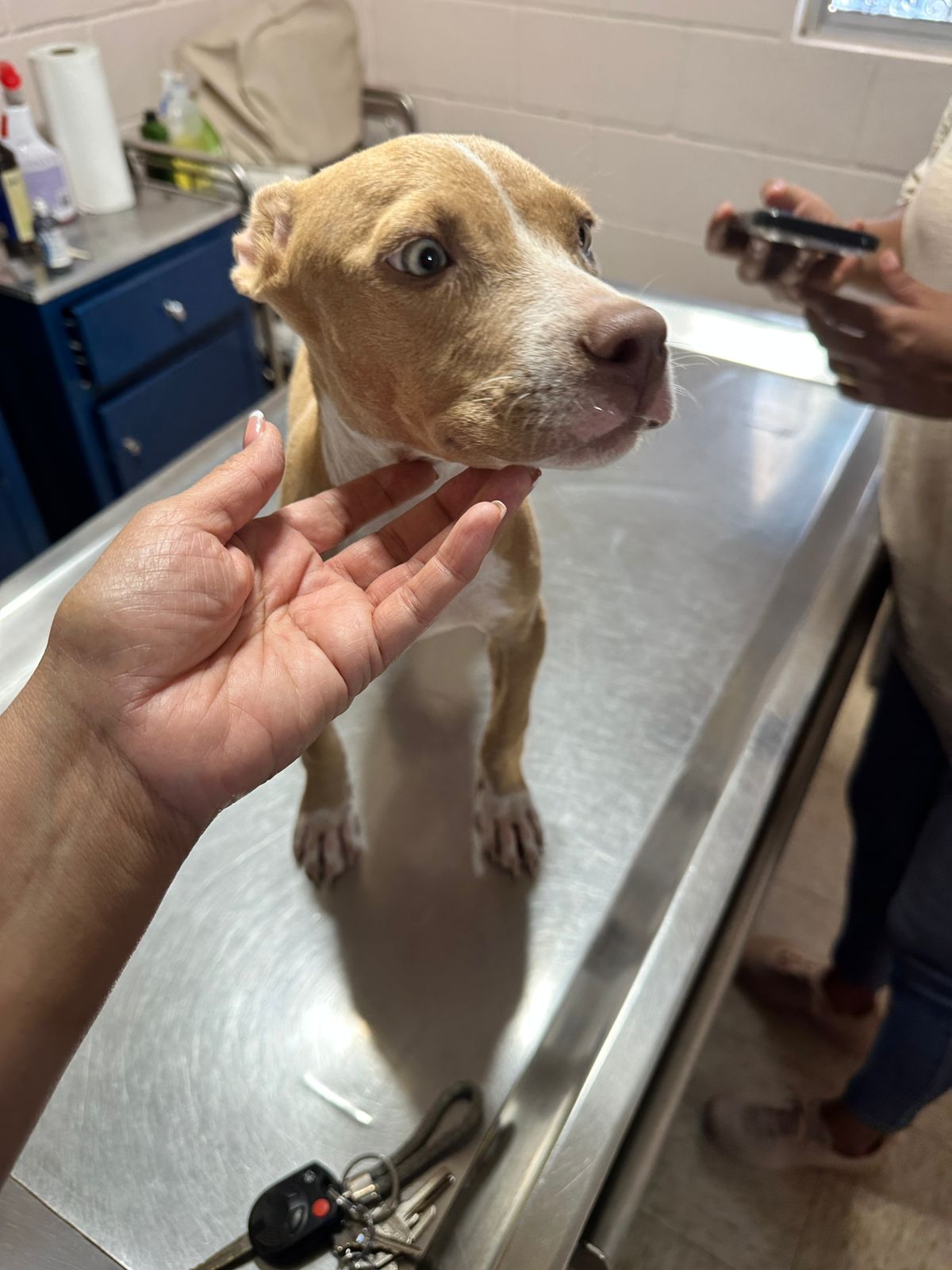 Rescata Policía Municipal a ‘cachorrita’