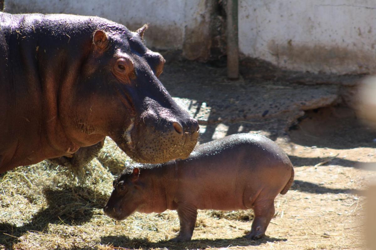 Nace cría de hipopótamo en el Centro Ecológico de Sonora