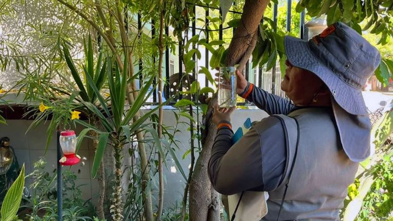 Afecta dengue a Guaymas