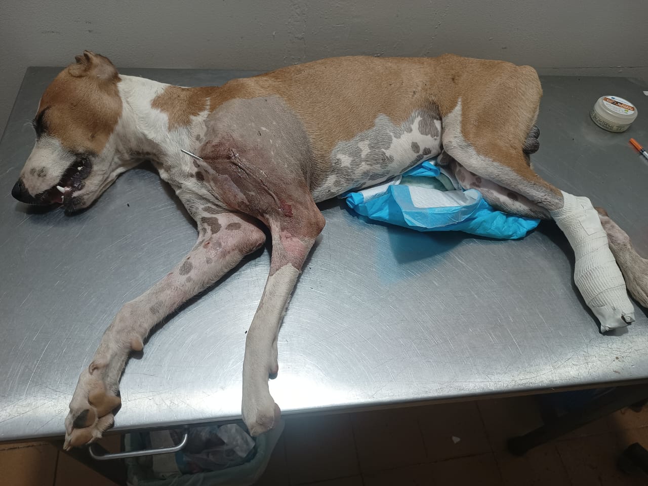 Denuncian maltrato animal