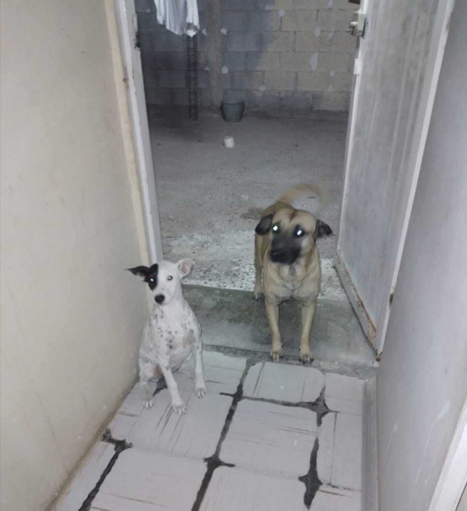 Piden resguardo de animal que atacó a niña