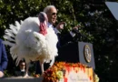 Biden indulta a los pavos Peach y Blossom y resalta la resistencia como símbolo del momento