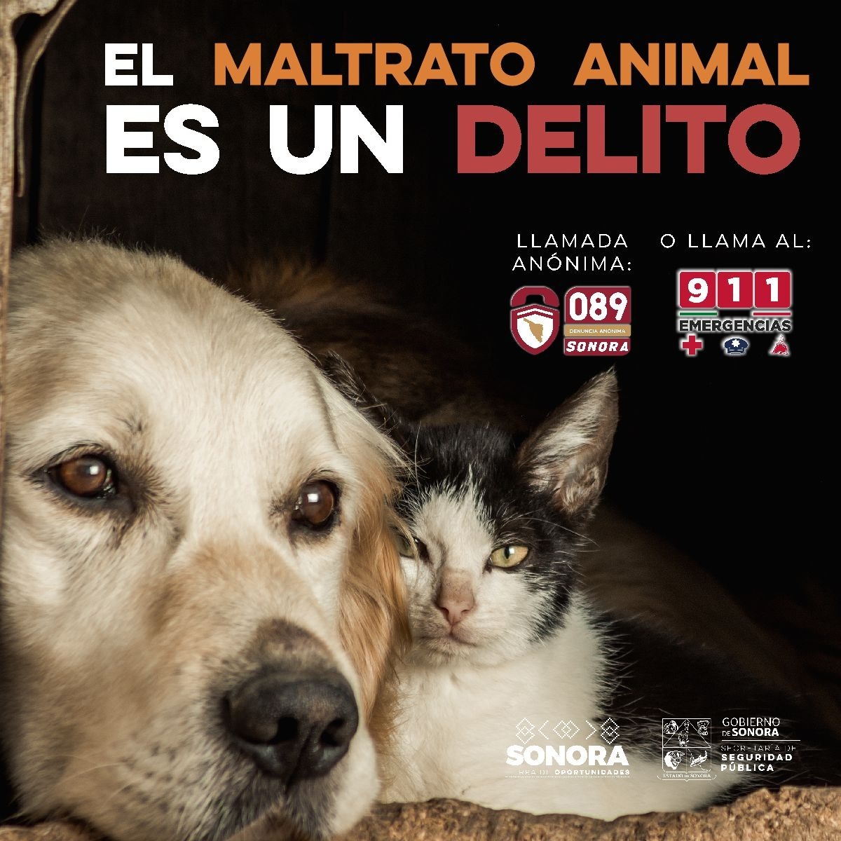 Exhorta Gobierno de Sonora a reportar el maltrato animal a la línea 9-1-1 y 089