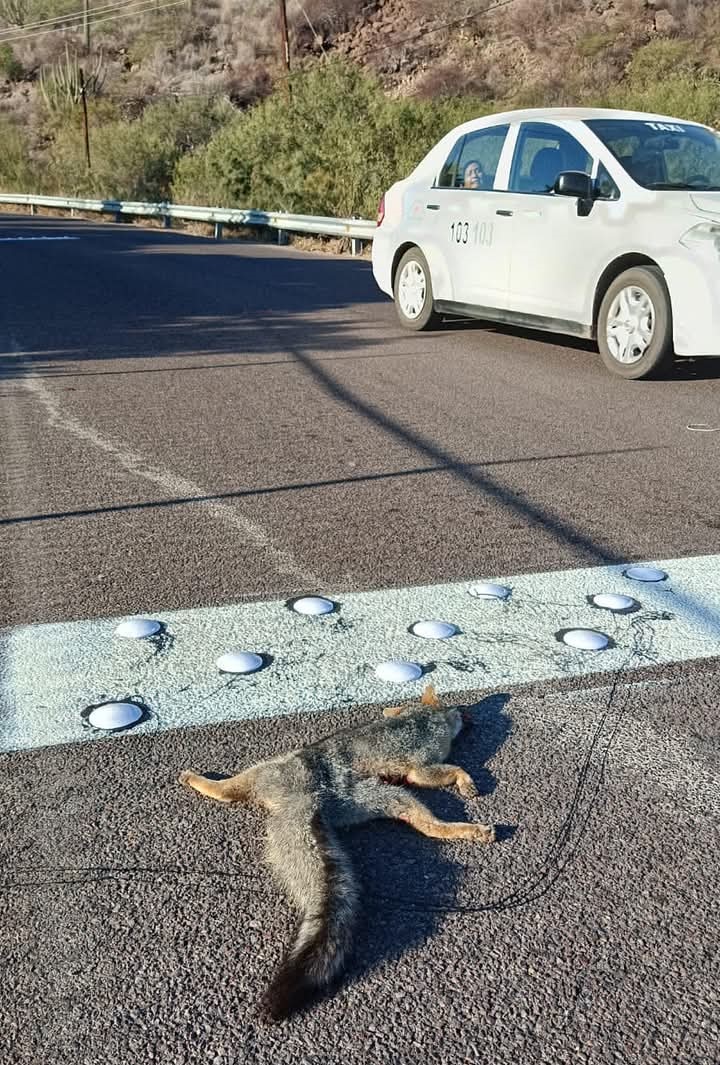 Van a animalistas contra cerco del Tular