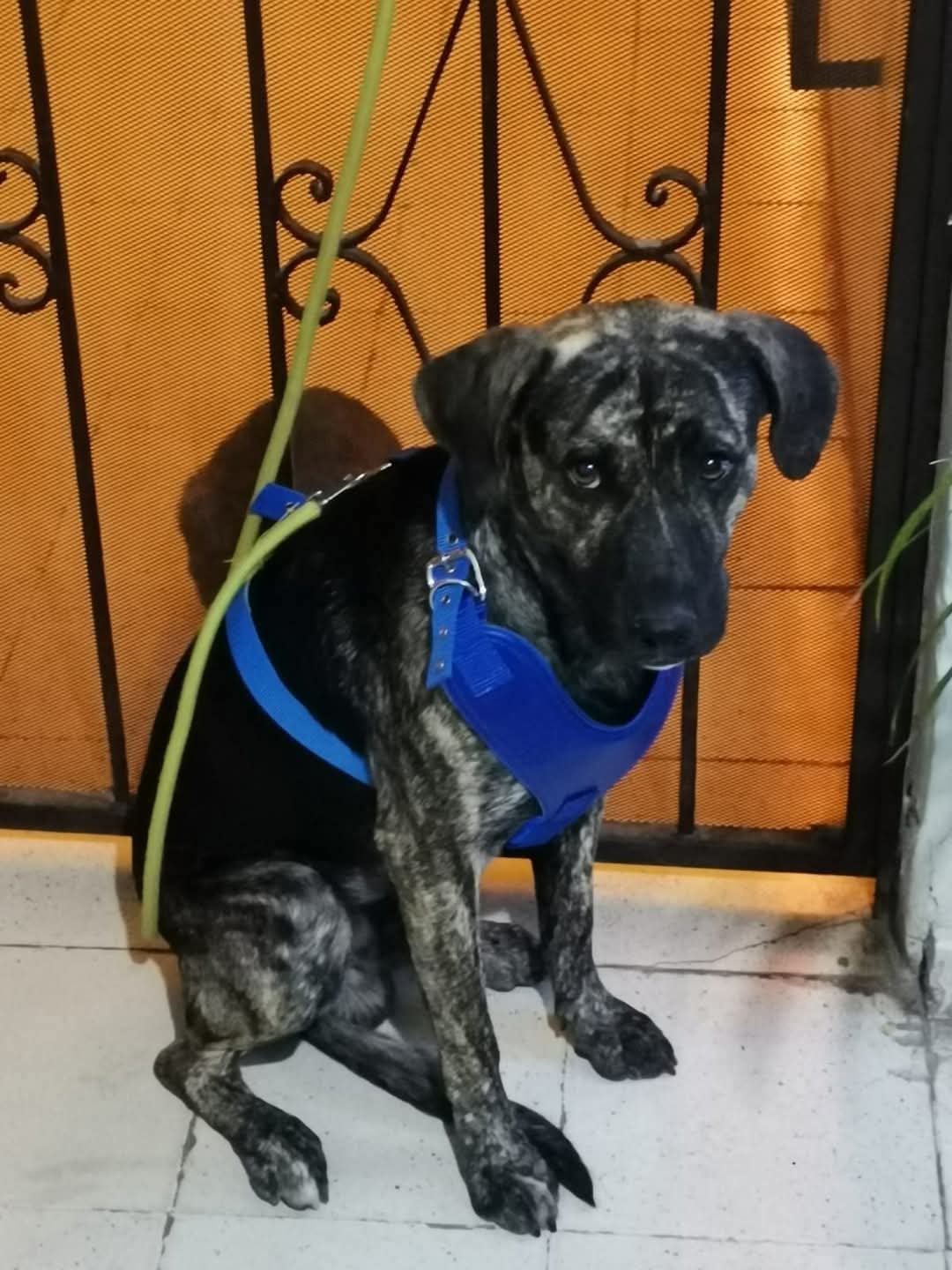 Decena de perros extraviados por cohetes