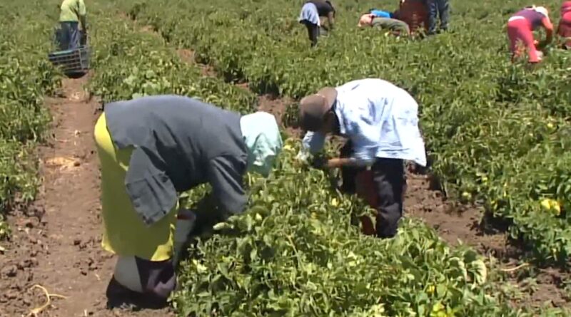 17 enero gran numero de jornaleros agricolas usan estupefacientes