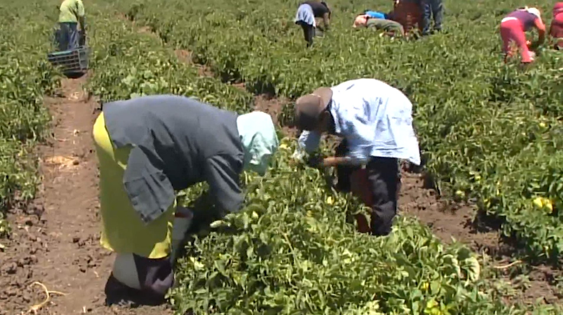 Un considerable número de jornaleros agrícolas usan algún tipo de estupefacientes