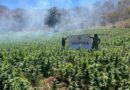 La Marina destruye 372 kilos de marihuana en un plantío hallado en Sinaloa