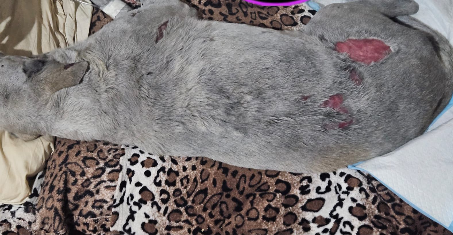 Muere “chuleta” cachorro rescatado en incendio