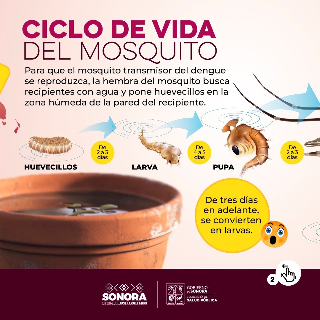 Sonora con menos casos de dengue en México