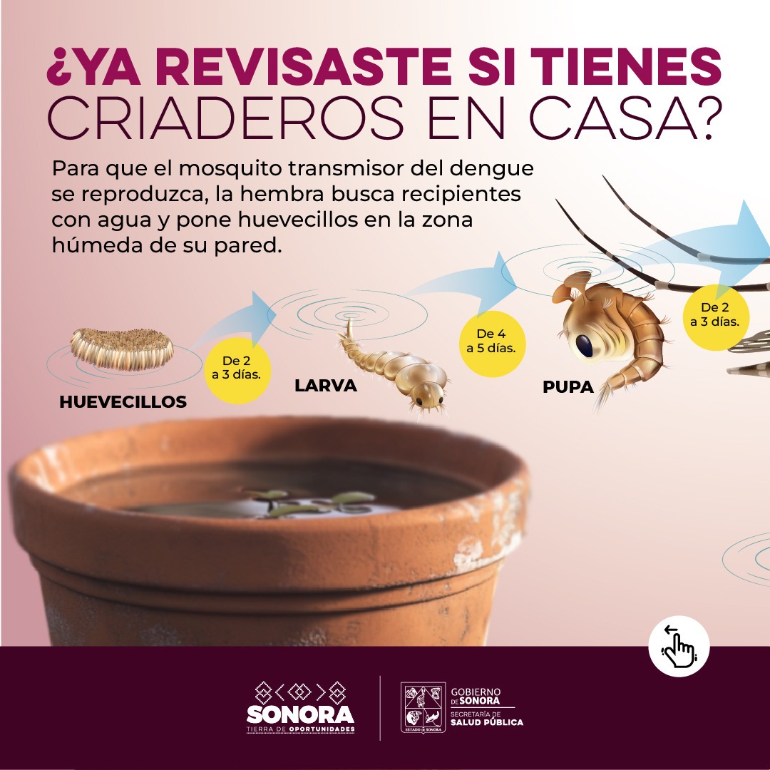 Gobierno de Sonora mantiene baja incidencia de casos de dengue: SSP