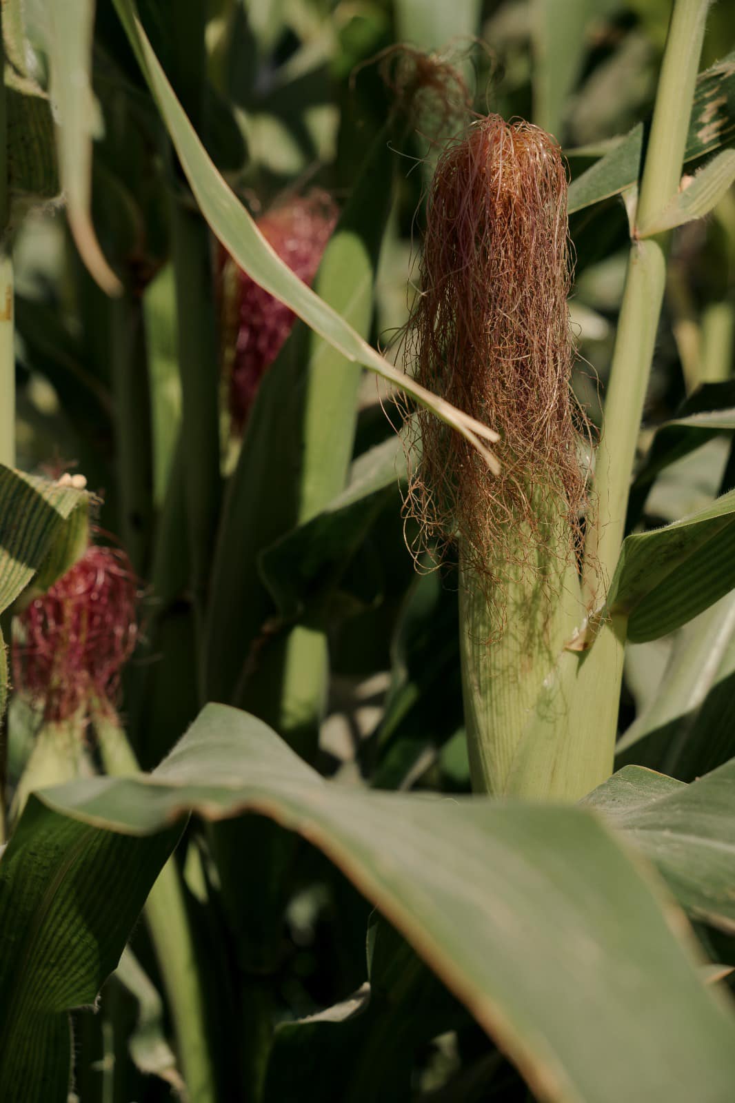 Continúa proyecto de Huertos Escolares, ahora se une el Cobach plantel Empalme
