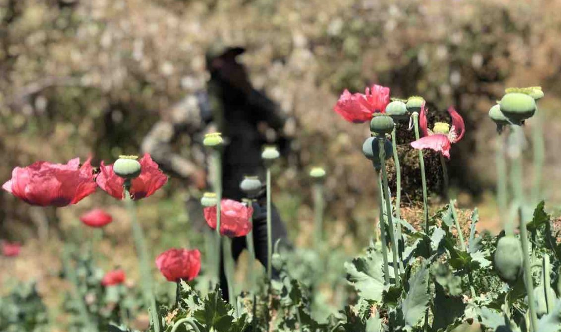 Ejército reporta destrucción de más de 93 mil sembradíos de amapola en Guerrero