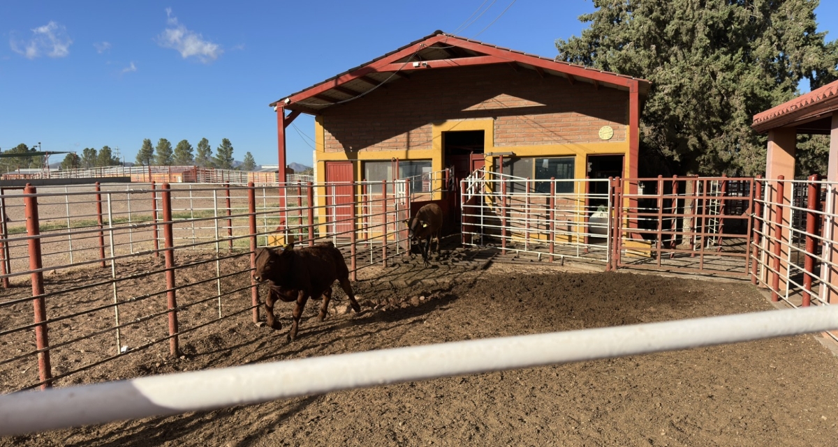 Se reactiva cruce total de ganado por frontera de Sonora